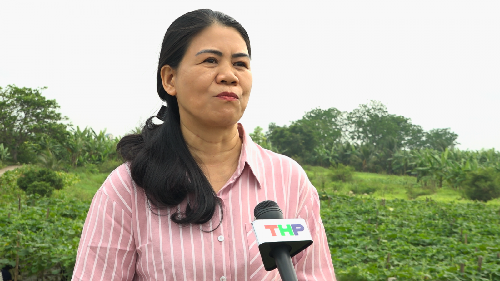 Bà Phạm Thị Lý tham quan vùng trồng